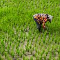 Rising CO2 Levels Threaten Rice’s Nutritive Value