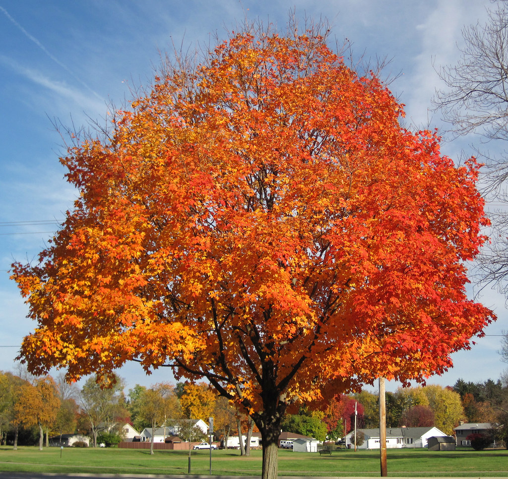 French Tree Vocabulary - The Social Eyes
